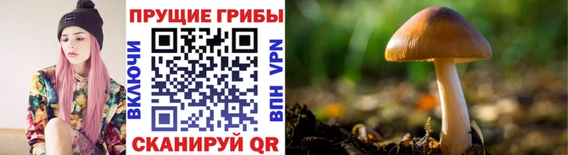 Псилоцибиновые грибы Psilocybine cubensis  Шахты 